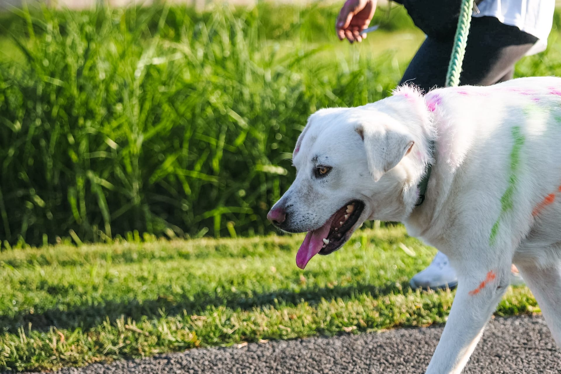 A white dog splashed with pink, green and blue powder walks on a leash at the CCHSC Color Run.